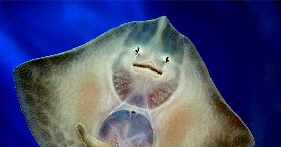 Galway Atlantaquaria